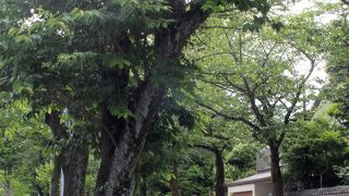 静山荘、小田原文学館、旧松本剛吉別邸の前の通り