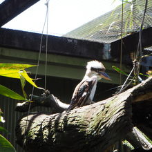 ワライカワセミ…鳴き声を聞けなかった。