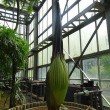 開花目前のショクダイオオコンニャク