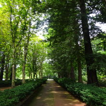 日差しが強くても涼しいプロムナード