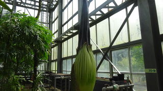 世界最大の花（筑波実験植物園）