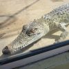 大きすぎるワニにビックリ