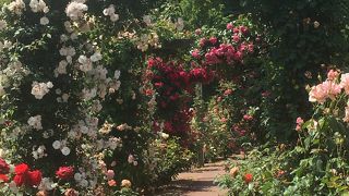 バラがいっぱい