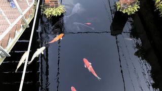 こんなところに綺麗な湧水がコンコンと