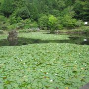 紫陽花と睡蓮が綺麗！！