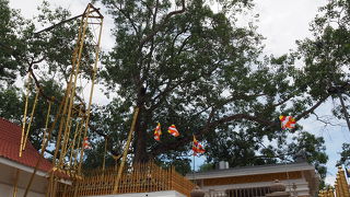 スリランカの歴史を彩る大菩提樹の物語