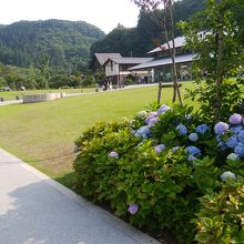 カフェの窓のそとには一面芝生とあじさい