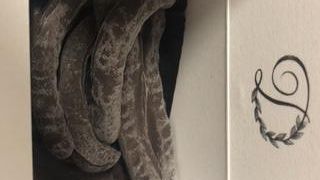 大人の苦味を感じるチョコ