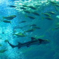 新江ノ島水族館