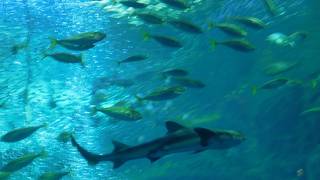 新江ノ島水族館