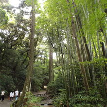 森林浴も出来て涼し気です