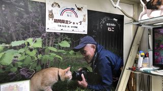 動物写真家 岩合光昭さんのねこショップ