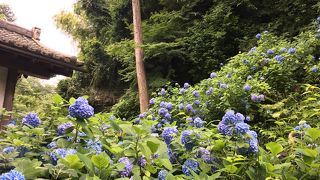 アジサイの時期に。