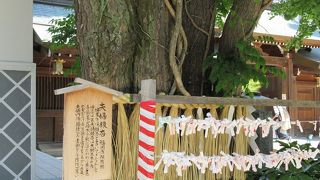 歴史ある御神木だわー