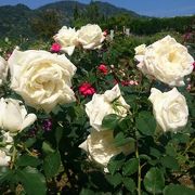 年中きれいな花を見ることができます