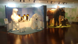 多くのぬいぐるみ