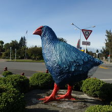 タカヘの横顔