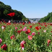 斜面に沿って広がる広大な花畑