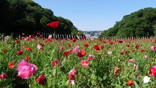 斜面に沿って広がる広大な花畑