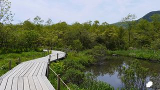 箱根にある湿原植物の展示施設
