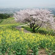 白木峰高原の菜の花と桜のコラボ