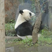 パパのリーリーは自由に見られます