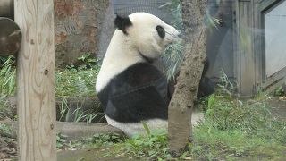 すっかり成長したシャンシャン