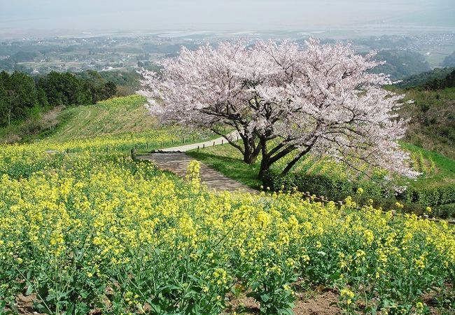 白木峰高原の菜の花と桜のコラボ