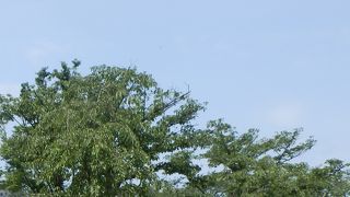 天王寺公園リニューアル、すごくきれいになりました