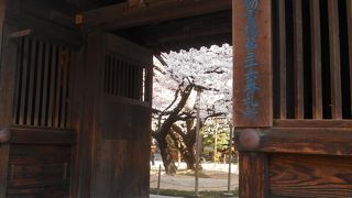 桜が満開でした