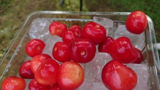 さくらんぼでおなかいっぱい