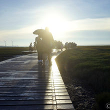 木道を延々と歩きます