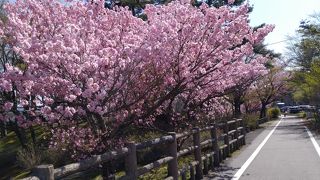山中湖 　桜と富士山