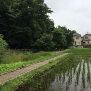 水田の風景が懐かしい