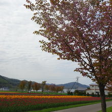 桜とチューリップ