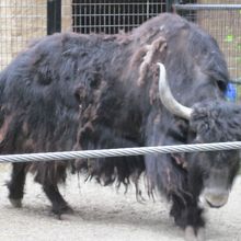 アラスカ動物園