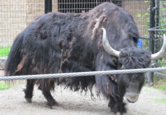 アラスカ動物園