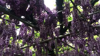 藤の花は良い香り