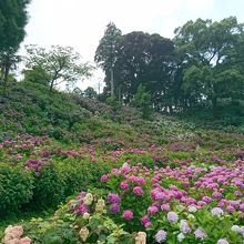 山の斜面を埋め尽くすあじさい