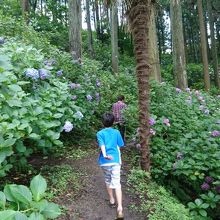 山道っぽいのところがあるのも面白い