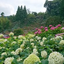 山の上までずーっとあじさいですよ～