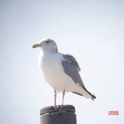 ワシカモメを見てきました。