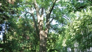 木々の生い茂るエリア