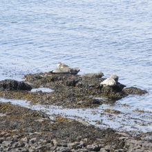 The Seal Colony