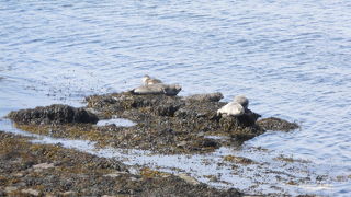 The Seal Colony