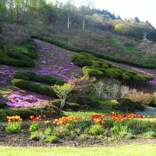 北海道の形の植え込みに芝桜が