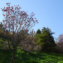 紫色のモクレンの花