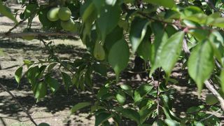 梅の実から梅ソースを作ります。