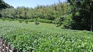 丸刈りの列が続く景色が美しい。