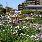 種類も豊富な菖蒲園